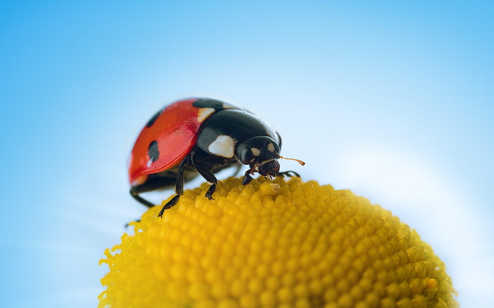 Ladybug on yellow flower HD wallpaper